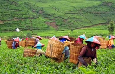 Daerah Penghasil Teh di Indonesia