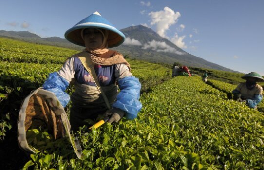 Pekerjaan Untuk Pecinta Teh