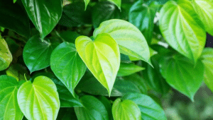 Manfaat daun Sirih Untuk Kesehatan