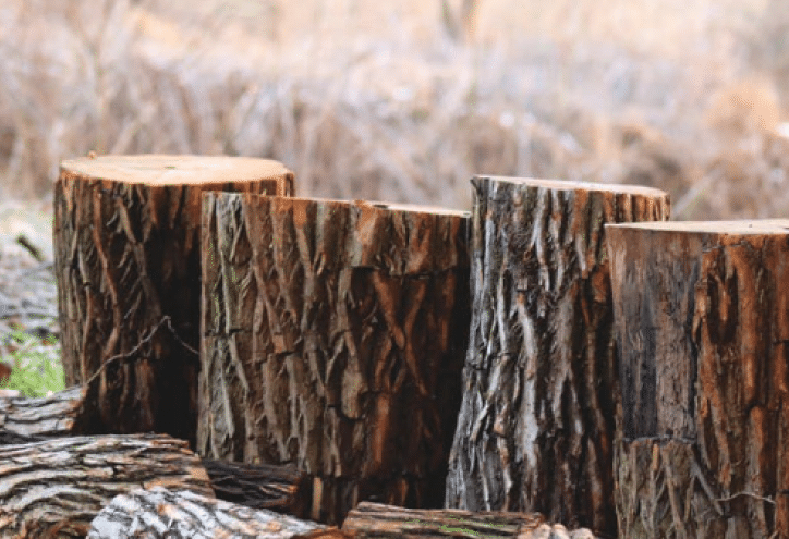 Bagaimana sifat kayu mahoni