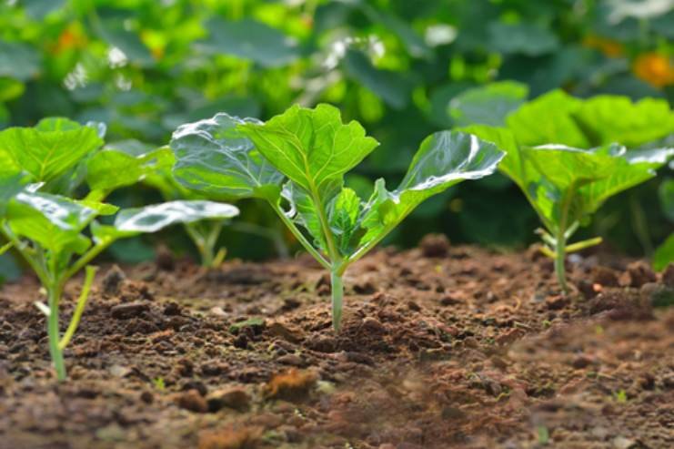 Teknik Mengusir Hama dari Kebun Sayur Organik